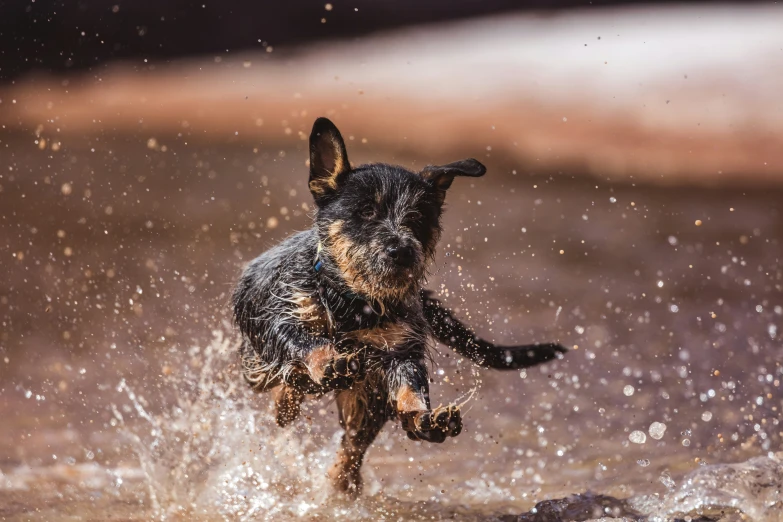 a dog is running through water in the sun