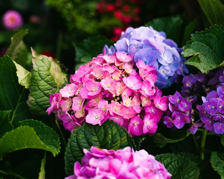 a group of pink, purple, and blue flowers