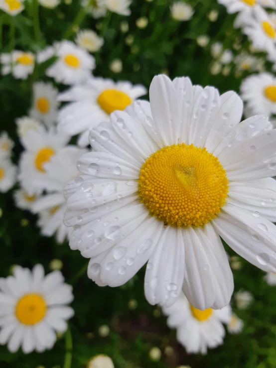 some daisies with yellow centers on a sunny day