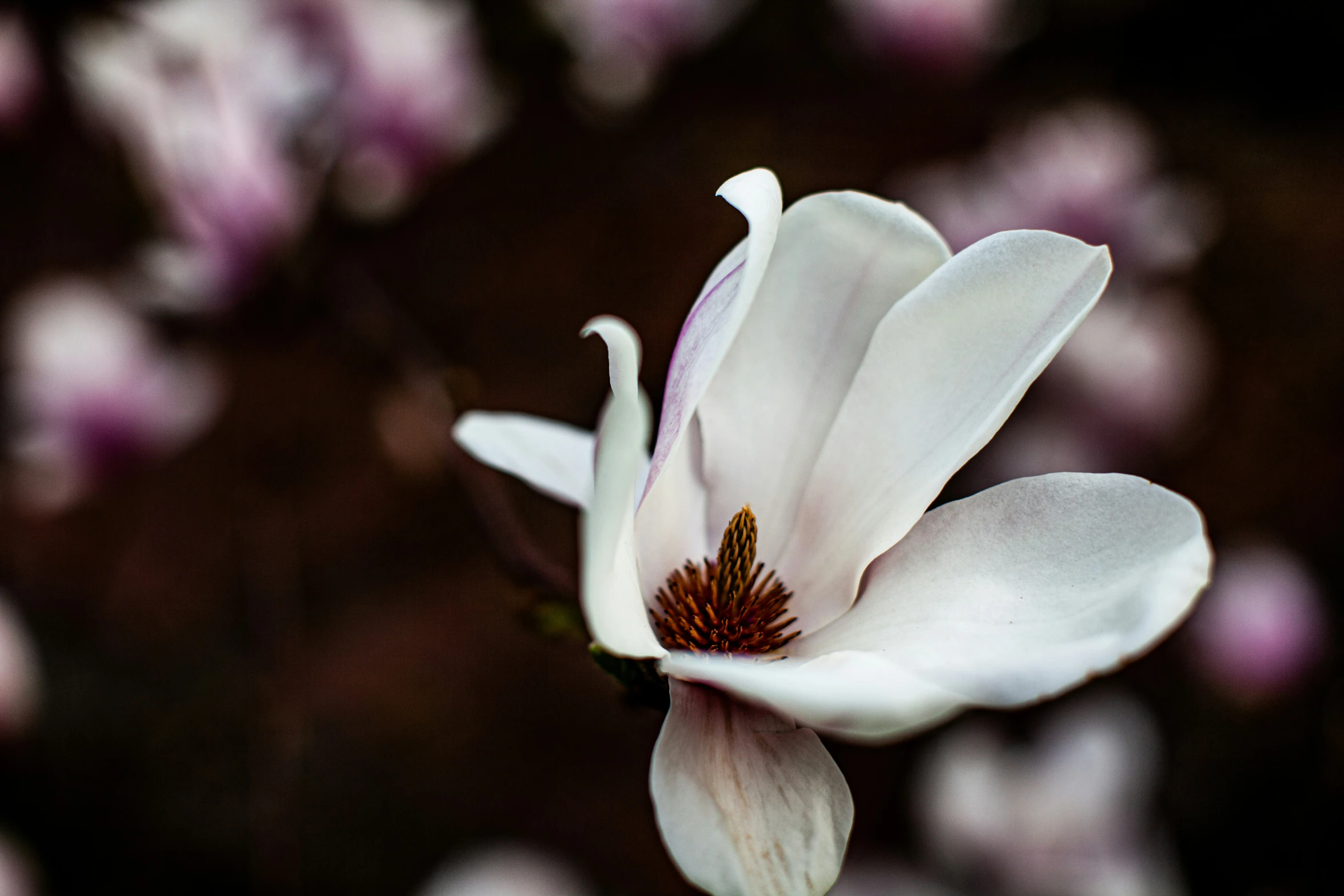 white flowers with pink centers sit in the center of some nches