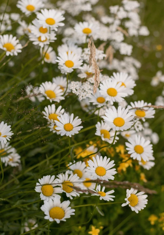 a field full of very pretty flowers with little yellow centers