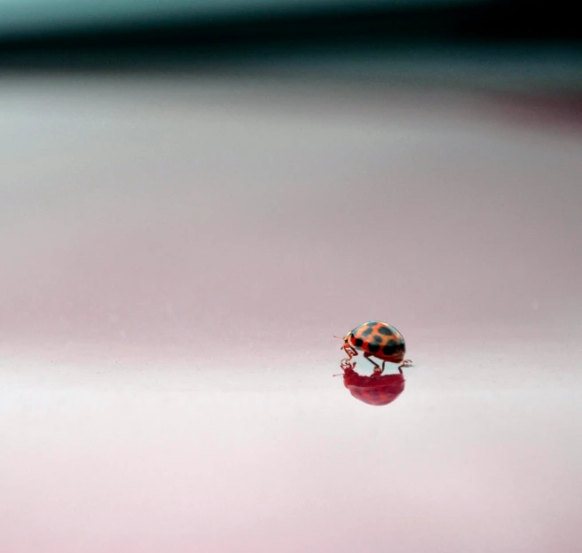 a closeup of a small ladybird on some water