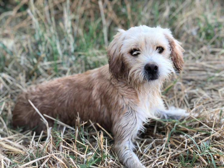 a small dog that is sitting in the grass