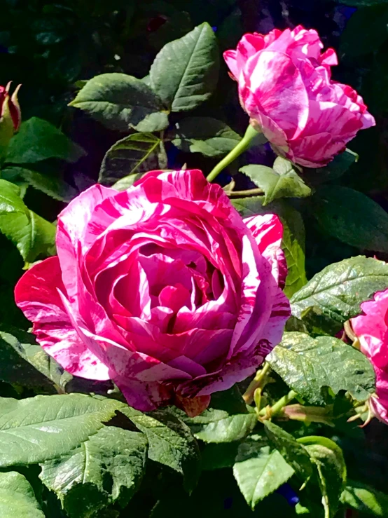 pink flowers in the sun with large green leaves