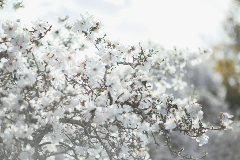 a picture of white flowers that are on some trees