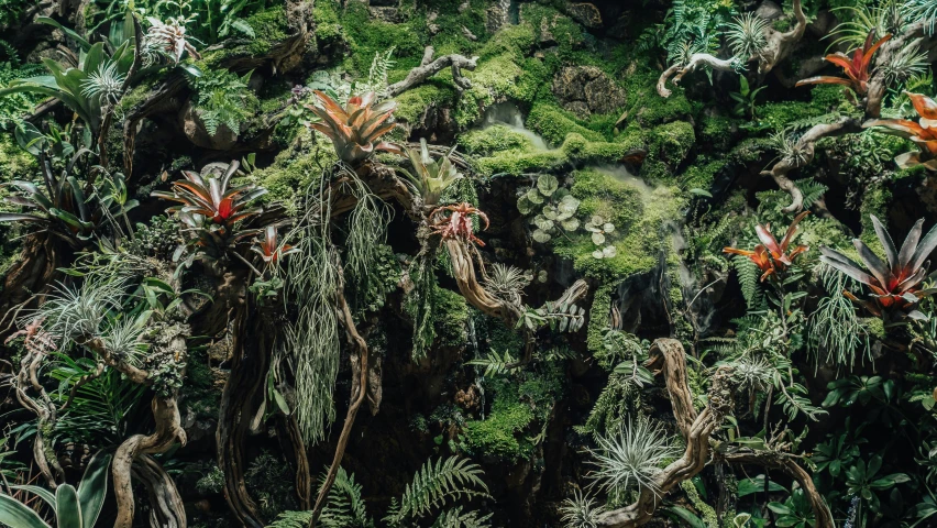 many large tropical plants growing near each other