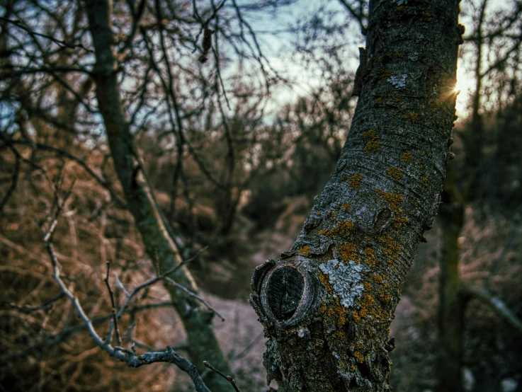 a close - up of an old tree nch with a hole in the bark