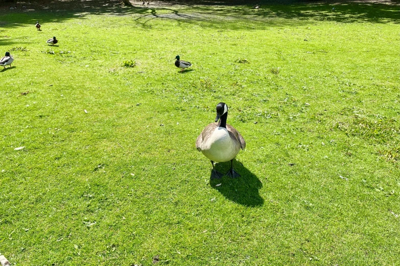 ducks are walking in the grass on a sunny day