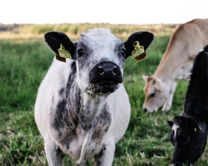 two cows in grassy field eating grass together