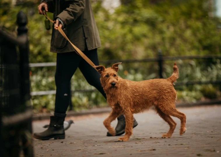 a woman walking her small brown dog on a leash