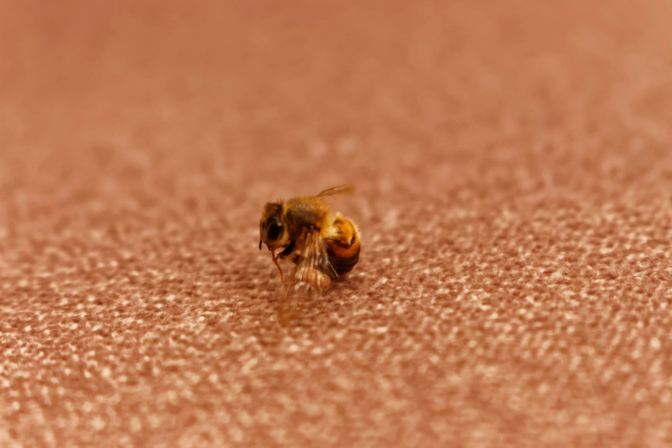 an image of a bee in the middle of nowhere