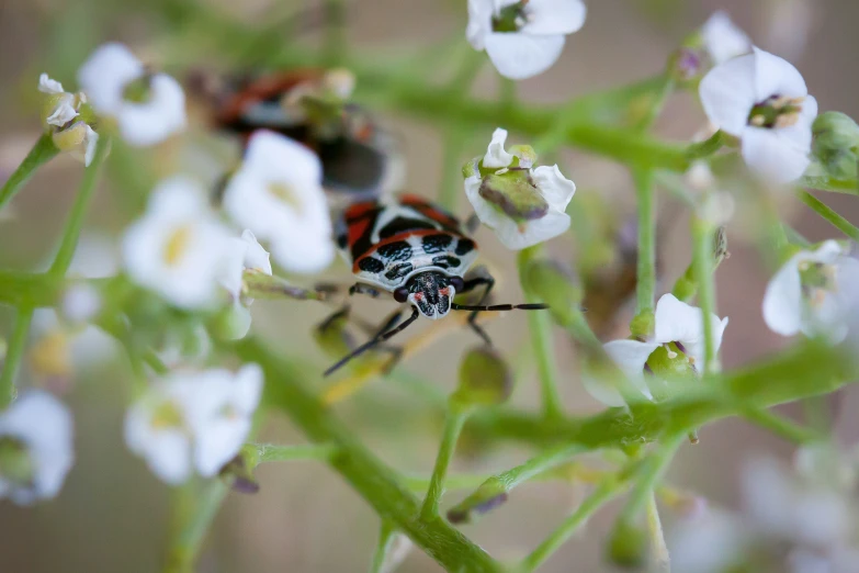 a black, red and white bug sitting on some flowers