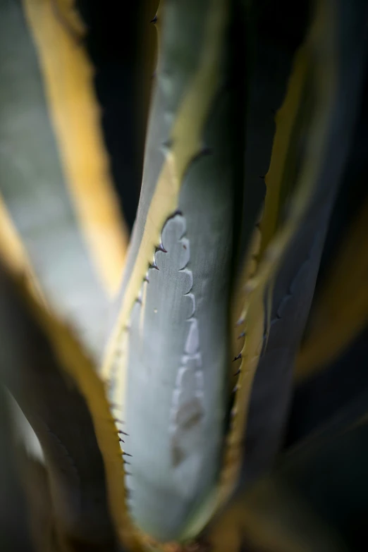 closeup of an aloen like plant with large leaves