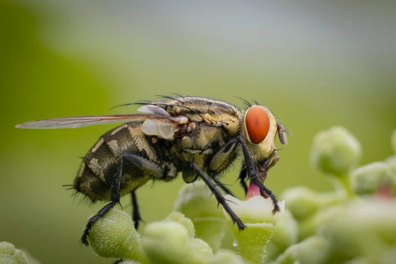 a fly eating a seed on a plant