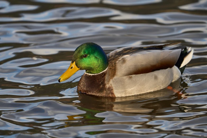 a duck swimming in some water on a sunny day