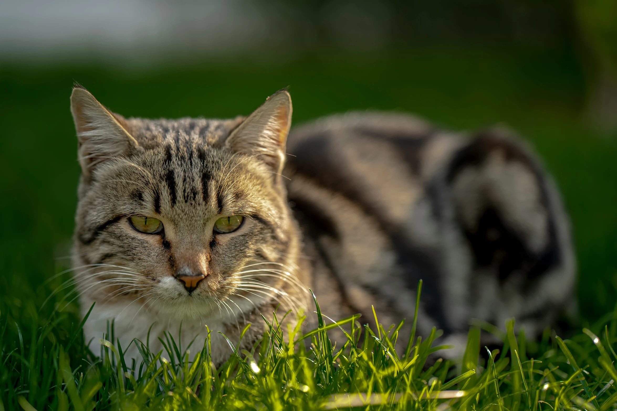 a cat sitting in grass, facing the camera