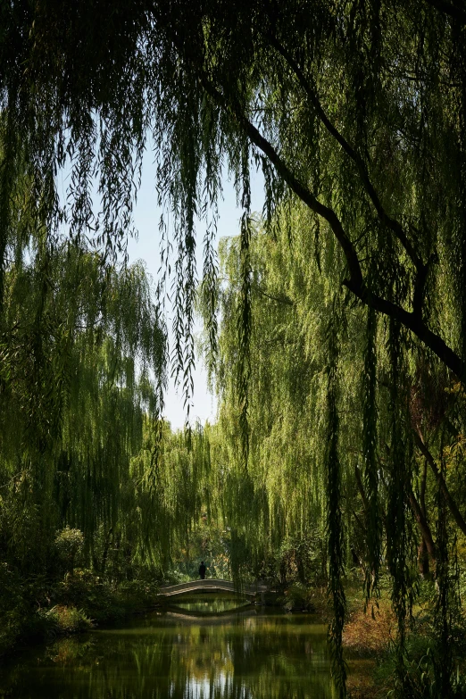 a view of a lake surrounded by green trees