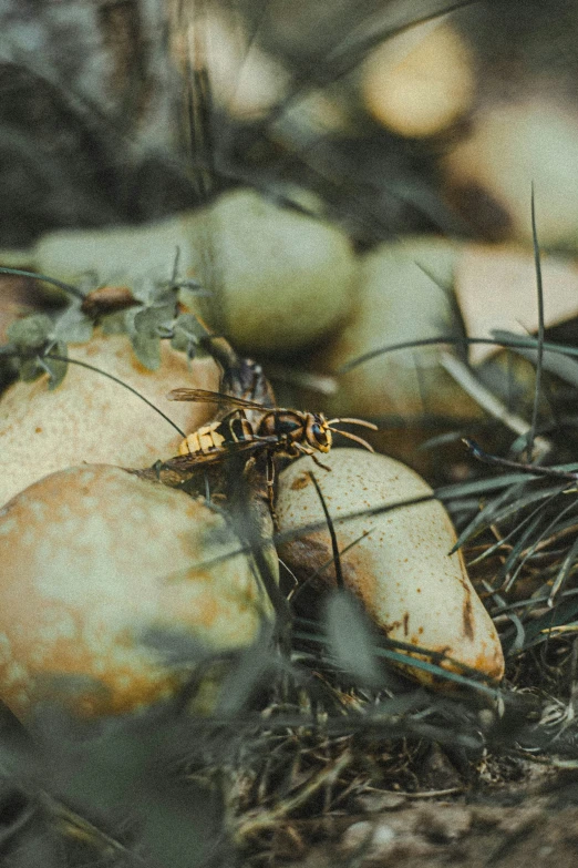 a spider crawls through a cluster of fruit on the ground