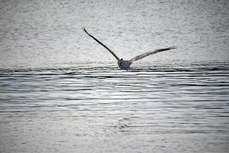a large seagull in the ocean water gliding through the air