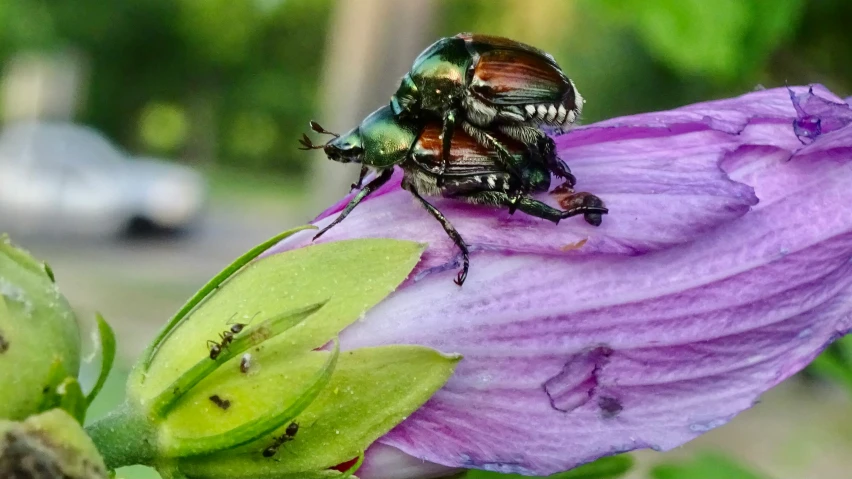 two bug on top of purple flower next to parking lot