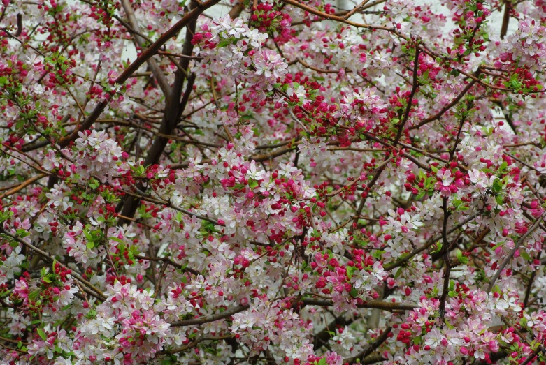 the trees with white and pink blossoms are blooming