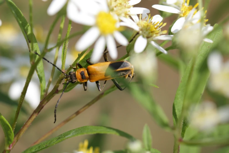 a picture of some flowers and a bug on it