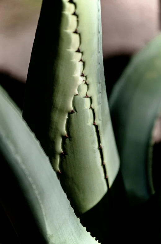 close up image of a leaf in an orchid