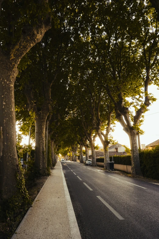 a row of trees line a city street