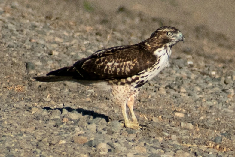 an image of an animal that is on the ground