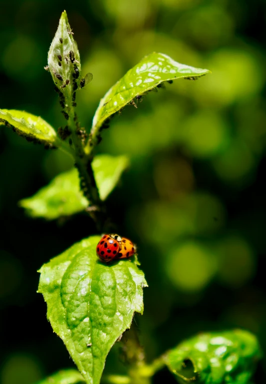 a ladybug rests on the leaf of a tree