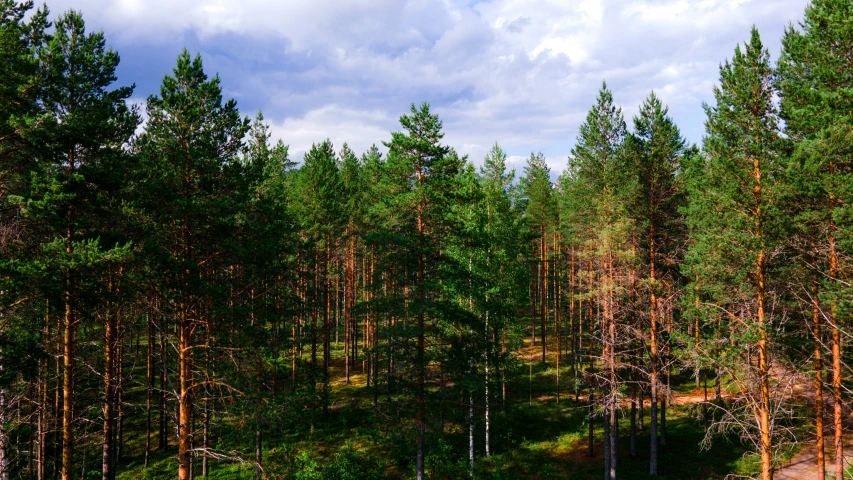 a lot of trees that are standing in the grass