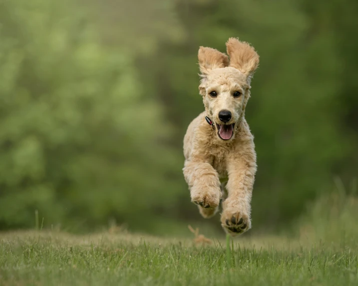 a little cute dog is running through the grass