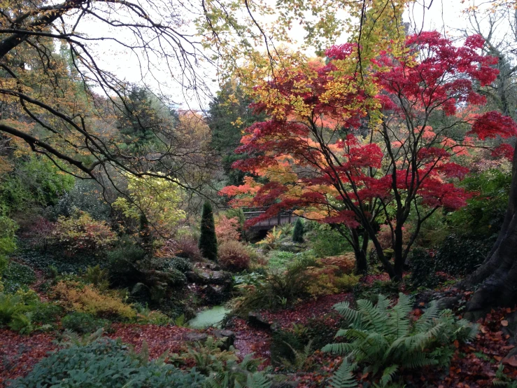 a tree with red and yellow leaves on it in the forest