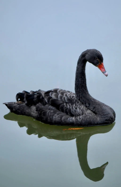 a beautiful black swan floating on the surface of water