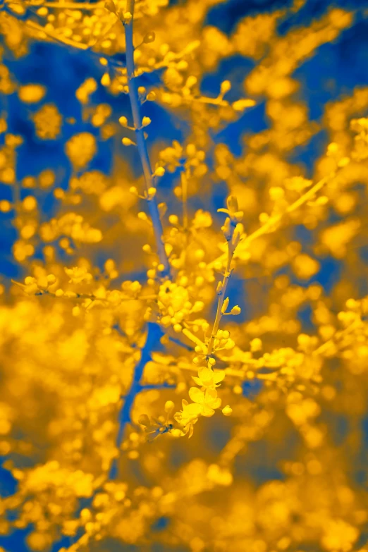 a large, yellow tree is in front of a blue background
