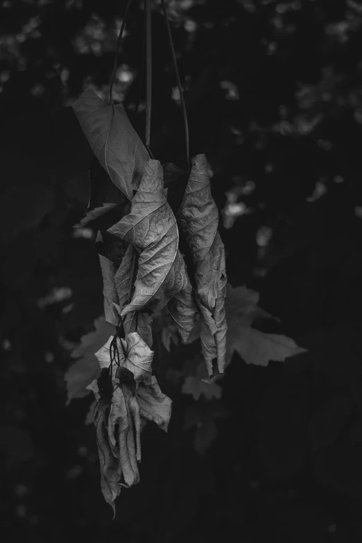 a close up of the leaves hanging from a tree
