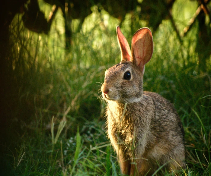 a rabbit that is in some green grass