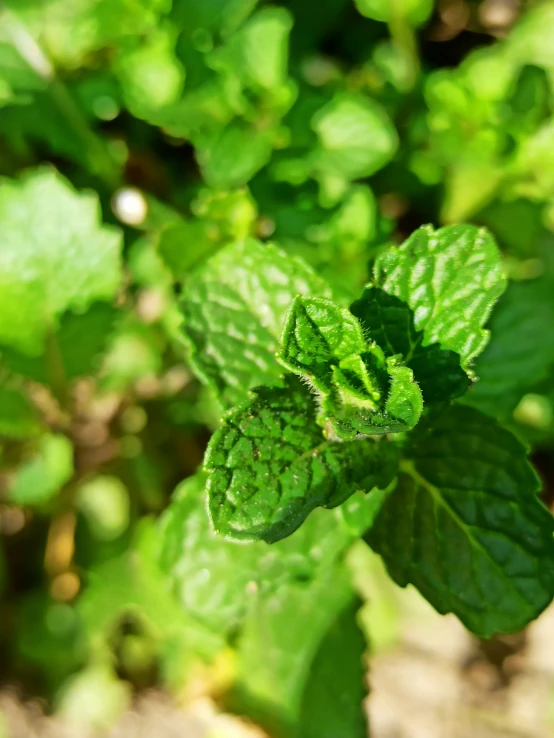 this is a green plant with green leaves