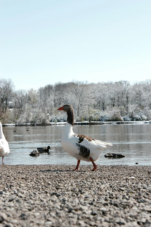 two ducks are walking along the water's edge