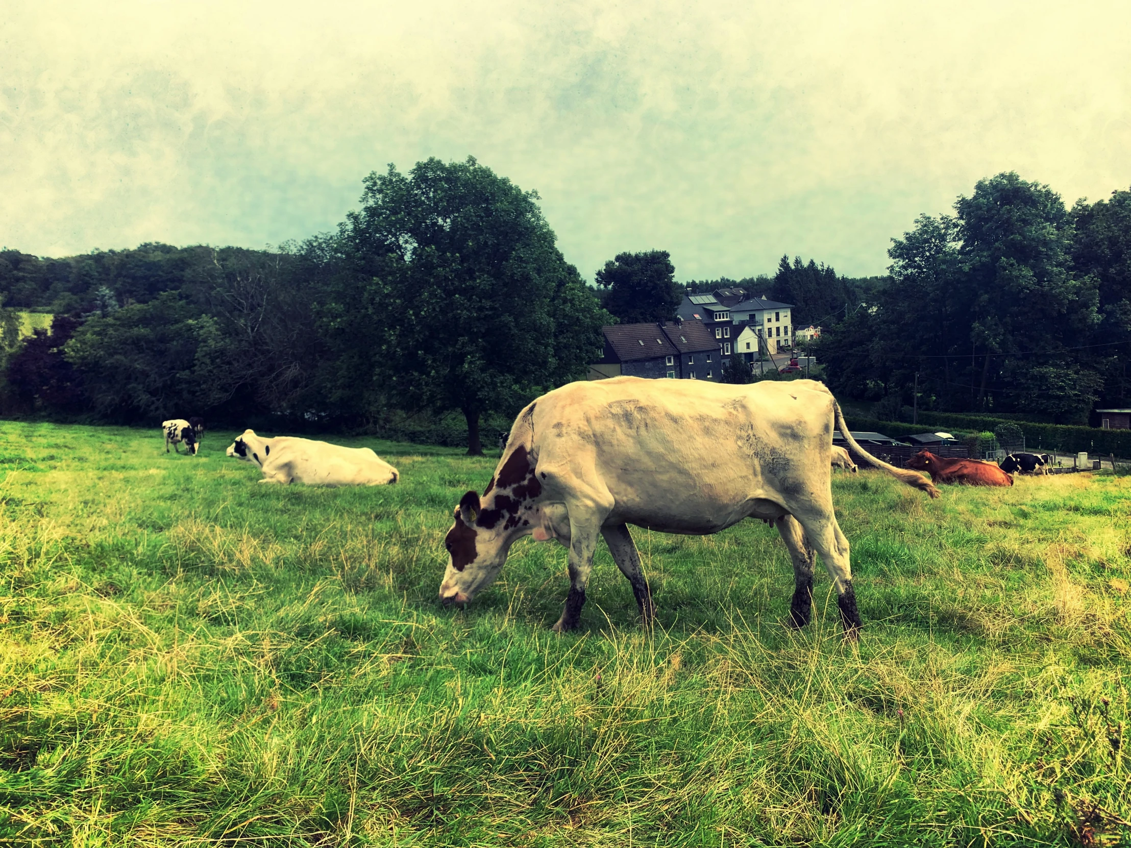 a large cow is in a field of grass eating grass