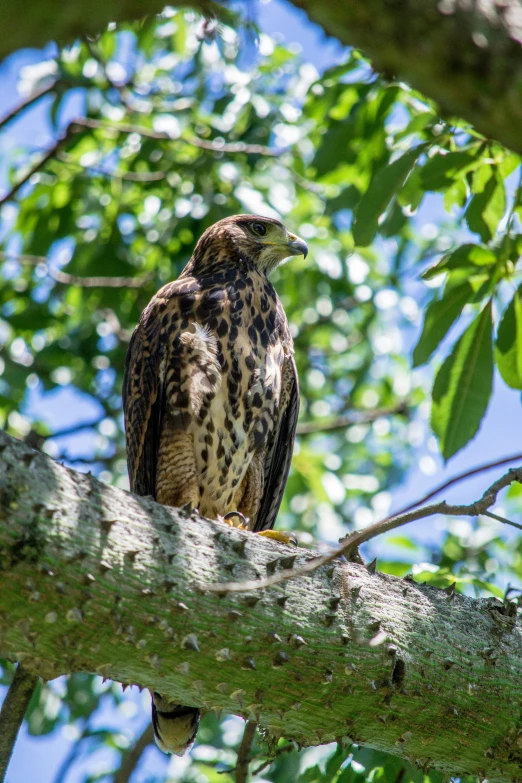 a hawk is perched on a tree nch