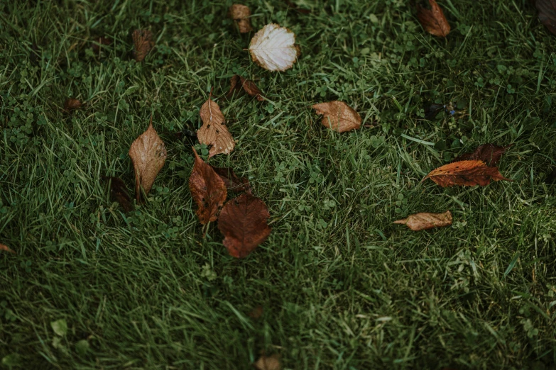 fallen autumn leaves are left on the grass