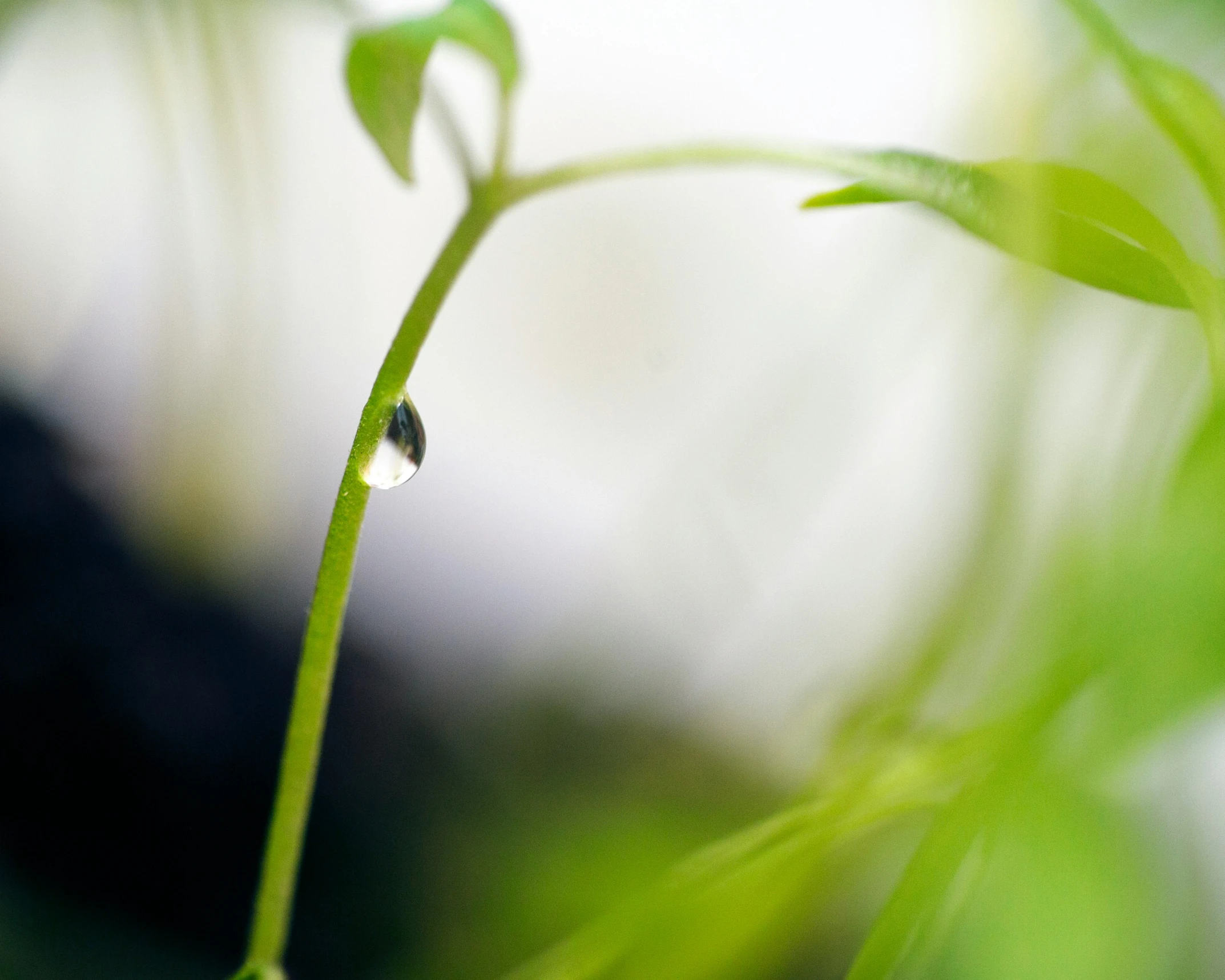 the long leaves of this plant are blurred