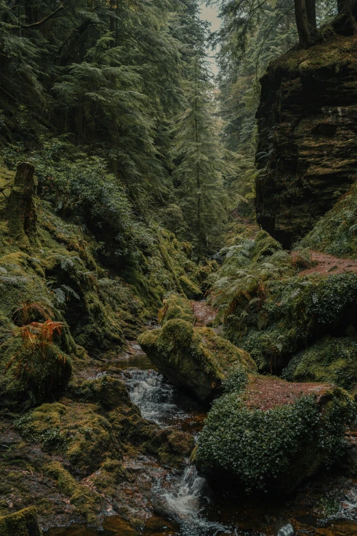 the river in a mountain is running between some tall trees