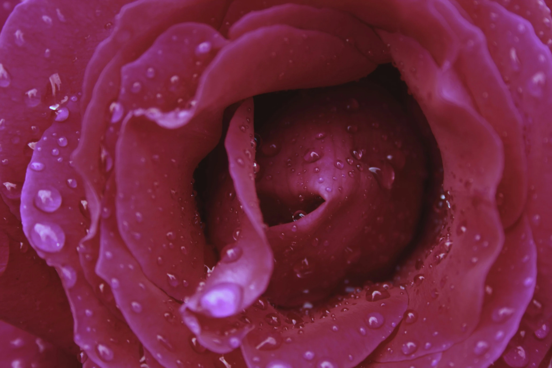 the center of a large flower is covered with water droplets