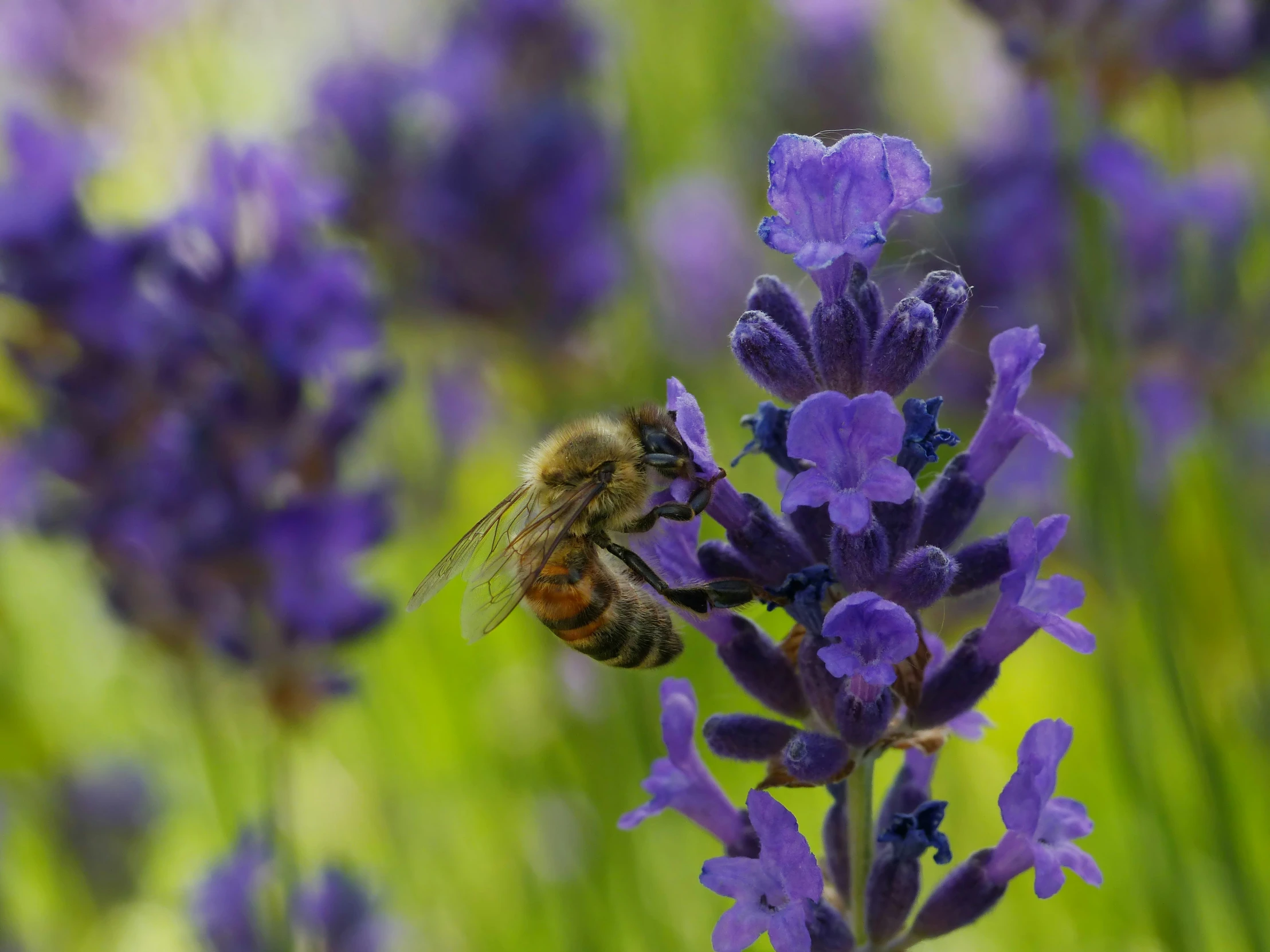 a bee is hovering near some purple flowers