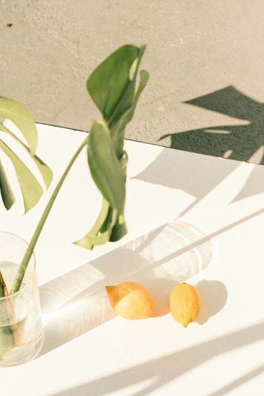 two oranges are next to a glass of water