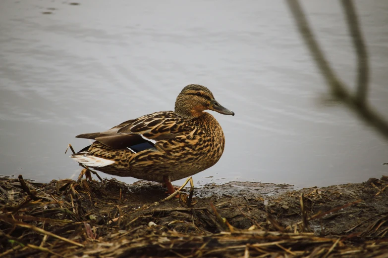 a bird is standing on some dead grass