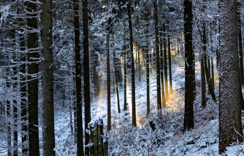 several trees covered in snow standing near each other