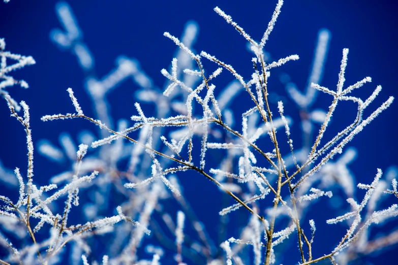 frosted nches of a tree against a blue sky